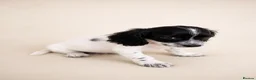 Mixed Breed dogs for sale: Cavacockpoos ready to leave now!  - Advert 4