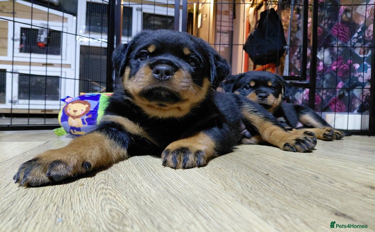 Rottweiler dogs - Advert 2