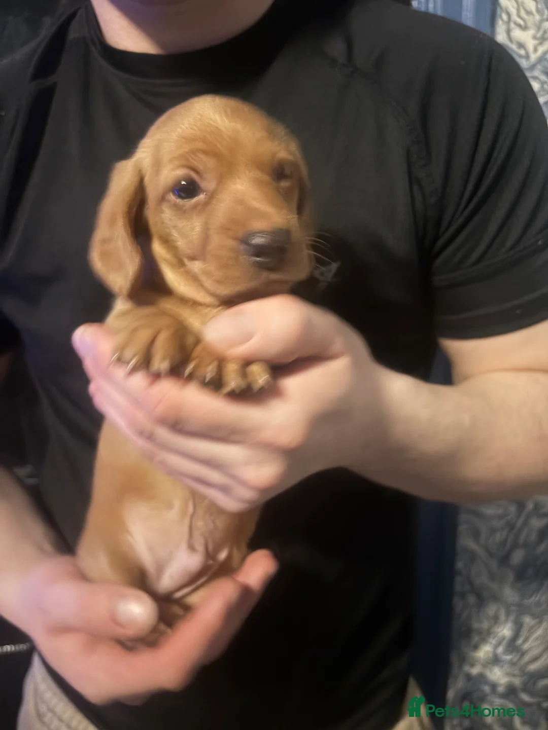Miniature Dachshund dogs for sale: Ready now Beautiful miniature dachshunds  - Advert 13