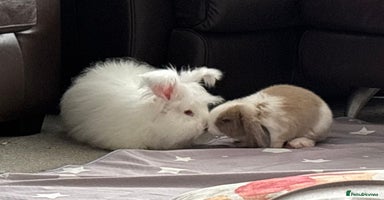 Angora rabbits - Advert 3