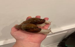 Snails invertebrates for sale: 11 Giant African Land Snails (Achantina Fulica) - Image 6