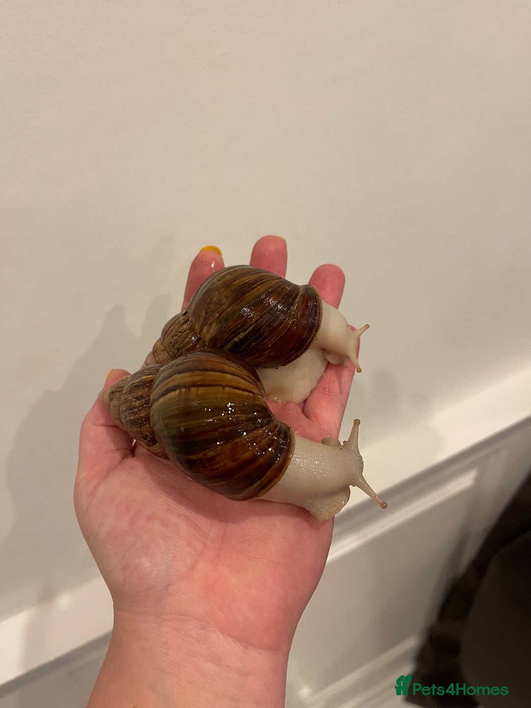 Snails invertebrates for sale: 11 Giant African Land Snails (Achantina Fulica) - Image 6