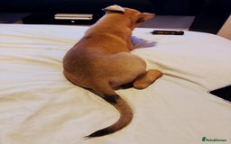 Mixed Breed dogs for sale: Max 12 weeks old  - Image 6