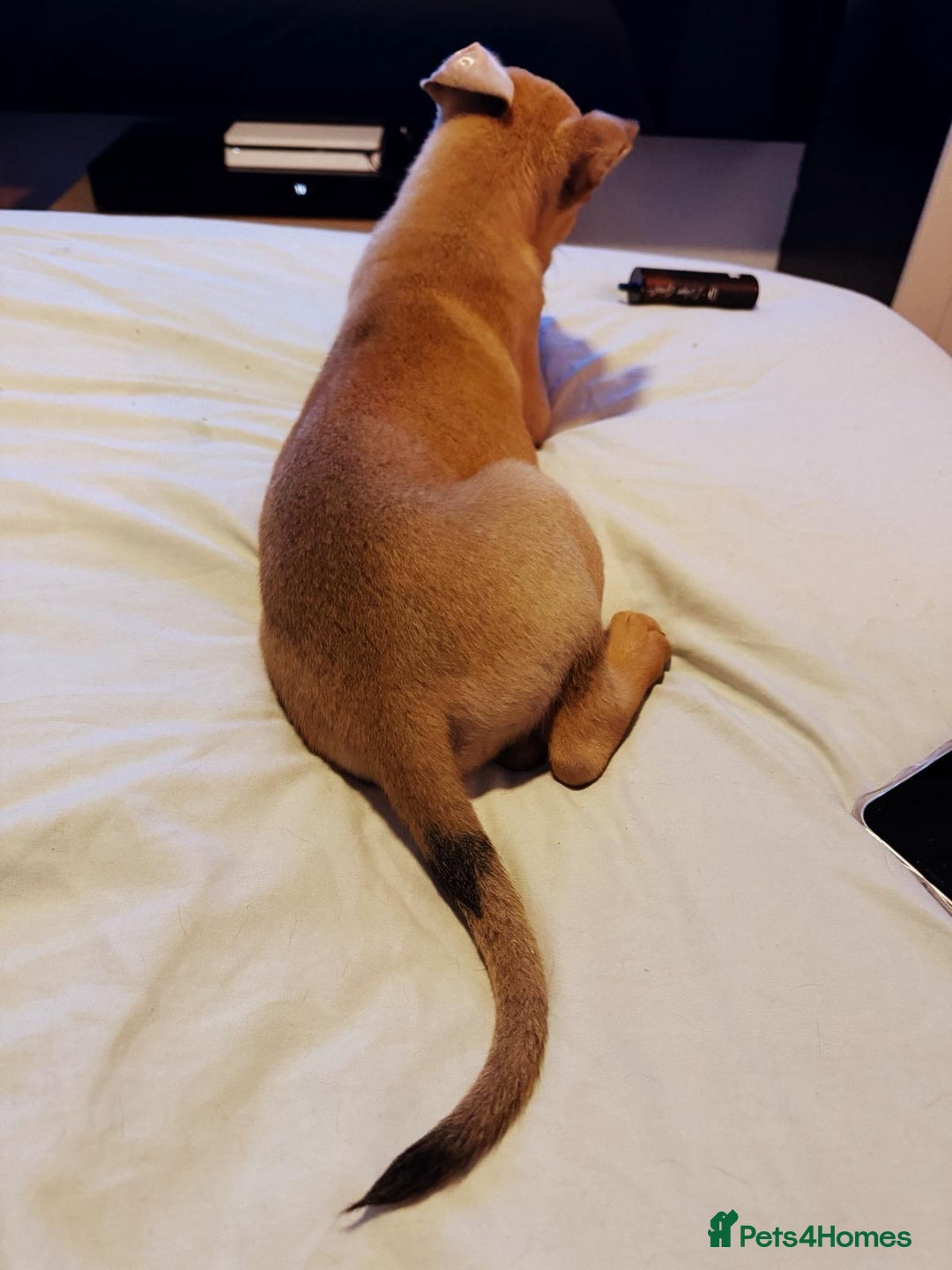 Mixed Breed dogs for sale: Max 12 weeks old  - Image 6