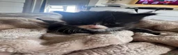 Mixed Breed cats for sale: 🐾 Beautiful Kittens - Advert 1