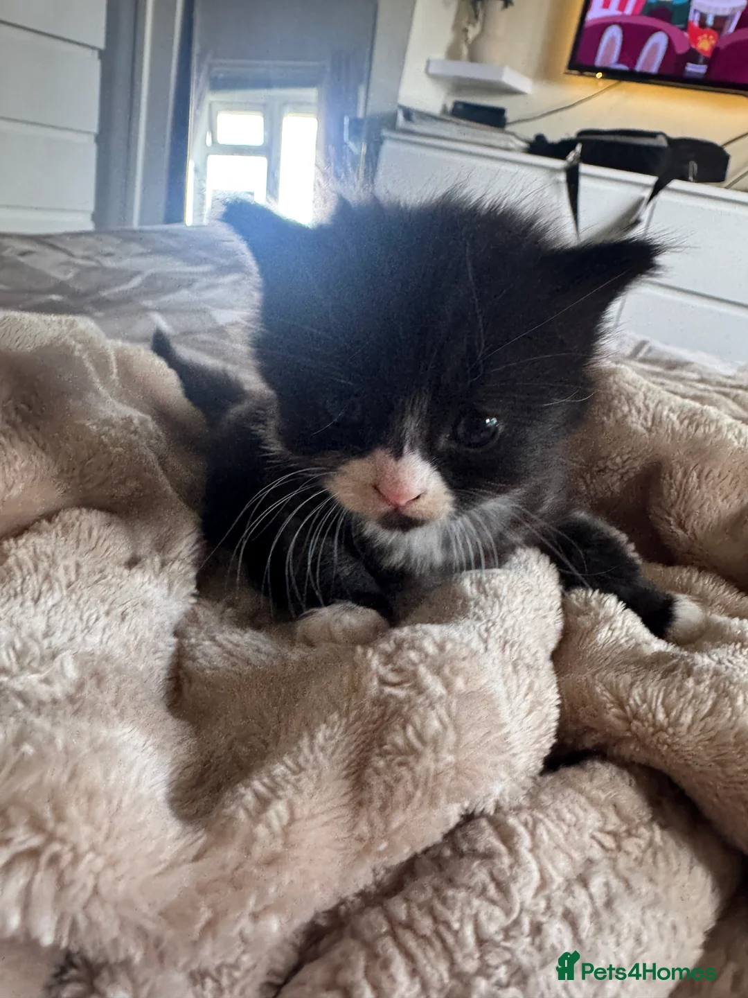 Mixed Breed cats for sale: 🐾 Beautiful Kittens - Advert 1