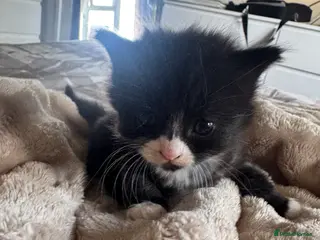 Mixed Breed cats 🐾 Beautiful Kittens - Advert 1