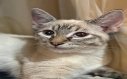 Mixed Breed cats for sale: 2 beautiful female kittens for sale - Image 4