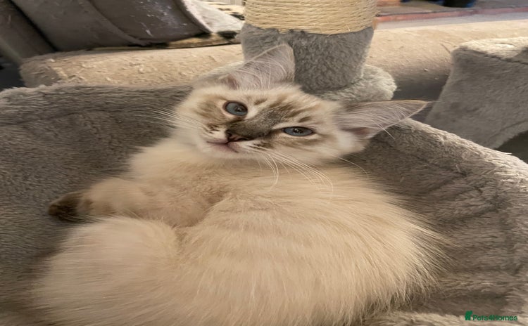 Ragdoll cats - Advert 3