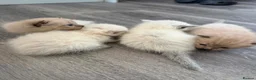 Mixed Breed cats for sale: Male kittens - Advert 4