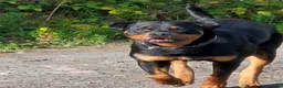 Rottweiler dogs for sale: Rottweiler puppies full German bloodline  in Newton-le-Willows - Advert 15