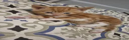 Mixed Breed cats for sale: Kittens  - Advert 6