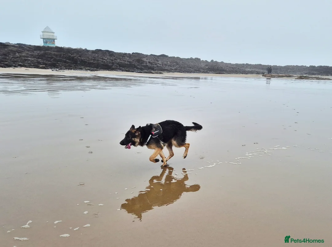 German Shepherd dogs for sale: 7 month old female German shepherd  - Advert 5