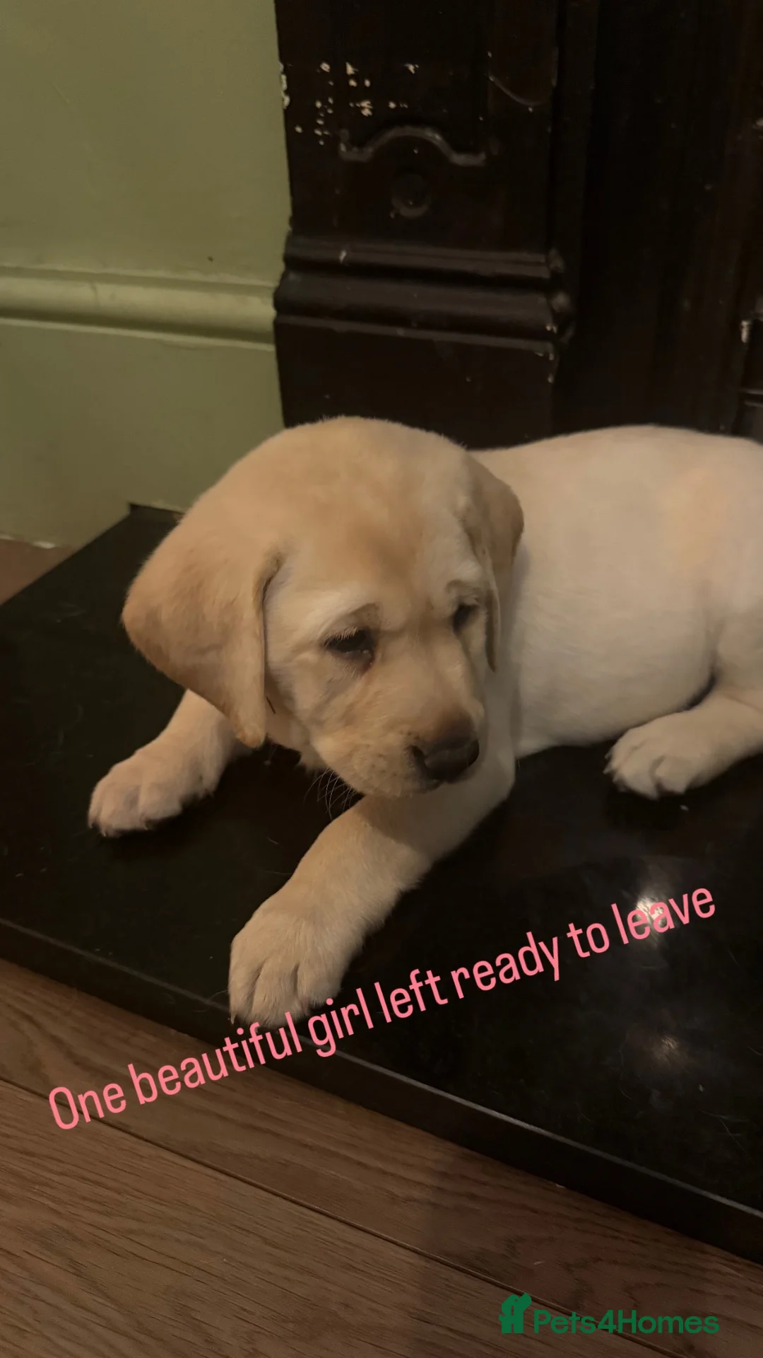 Labrador Retriever dogs for sale: KC Registered litter 1 chunky boy left - Advert 1
