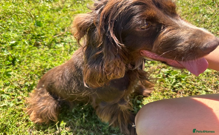 Cocker Spaniel dogs - Advert 1
