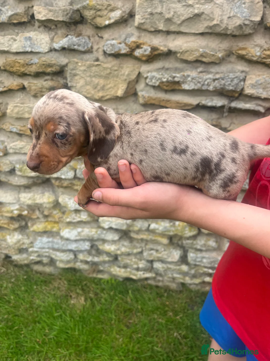 Miniature Dachshund dogs for sale: Miniature Daschshund Puppies Ready to go now - Advert 10