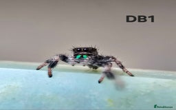 Spiders invertebrates for sale: Phidippus regius Apalachicola  - Image 2