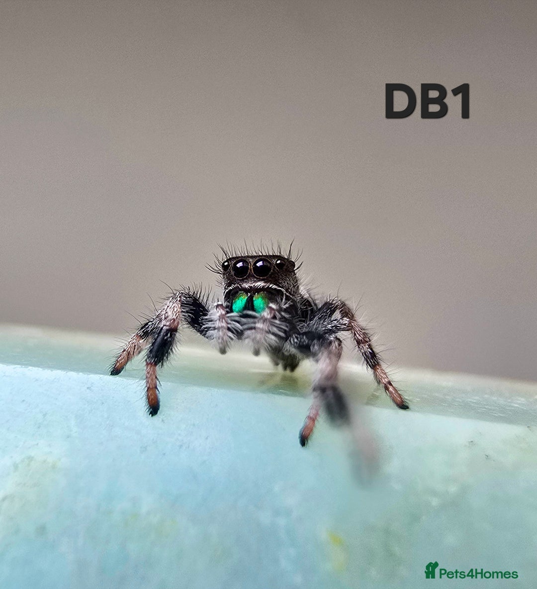 Spiders invertebrates for sale: Phidippus regius Apalachicola  - Image 2