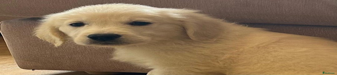 Golden Retriever Puppy 3