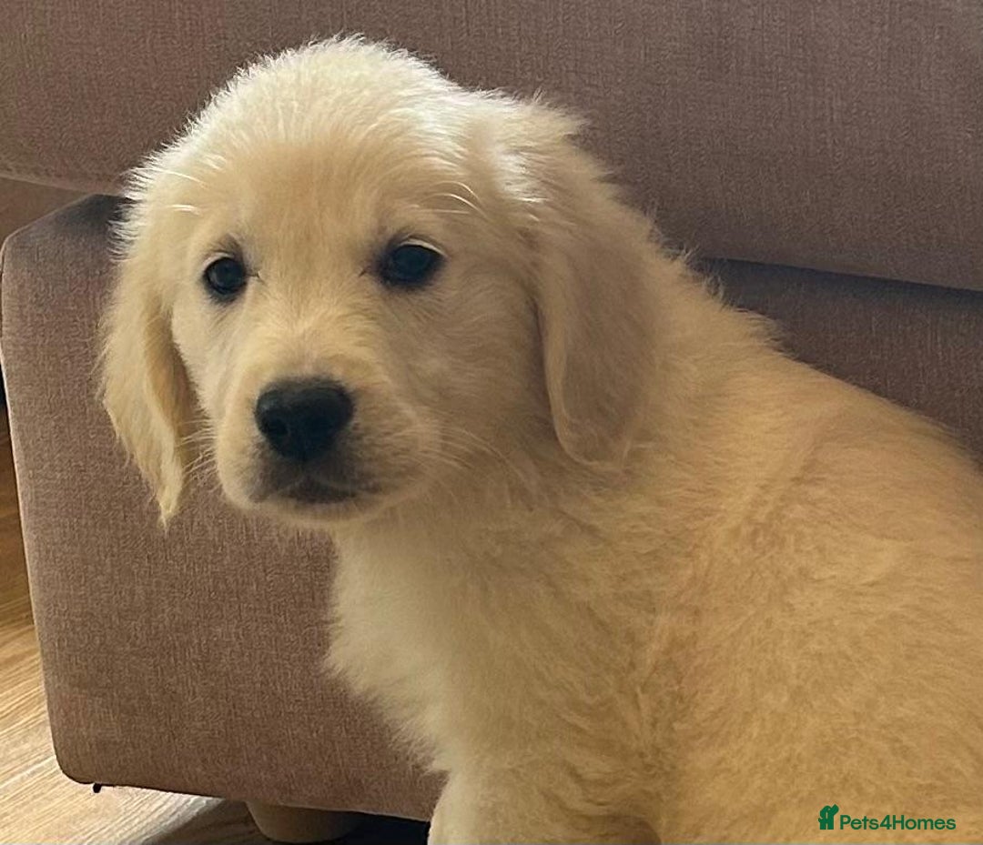 Golden Retriever dogs for sale: Chunky Golden Retriever pups with cream coats - Image 7