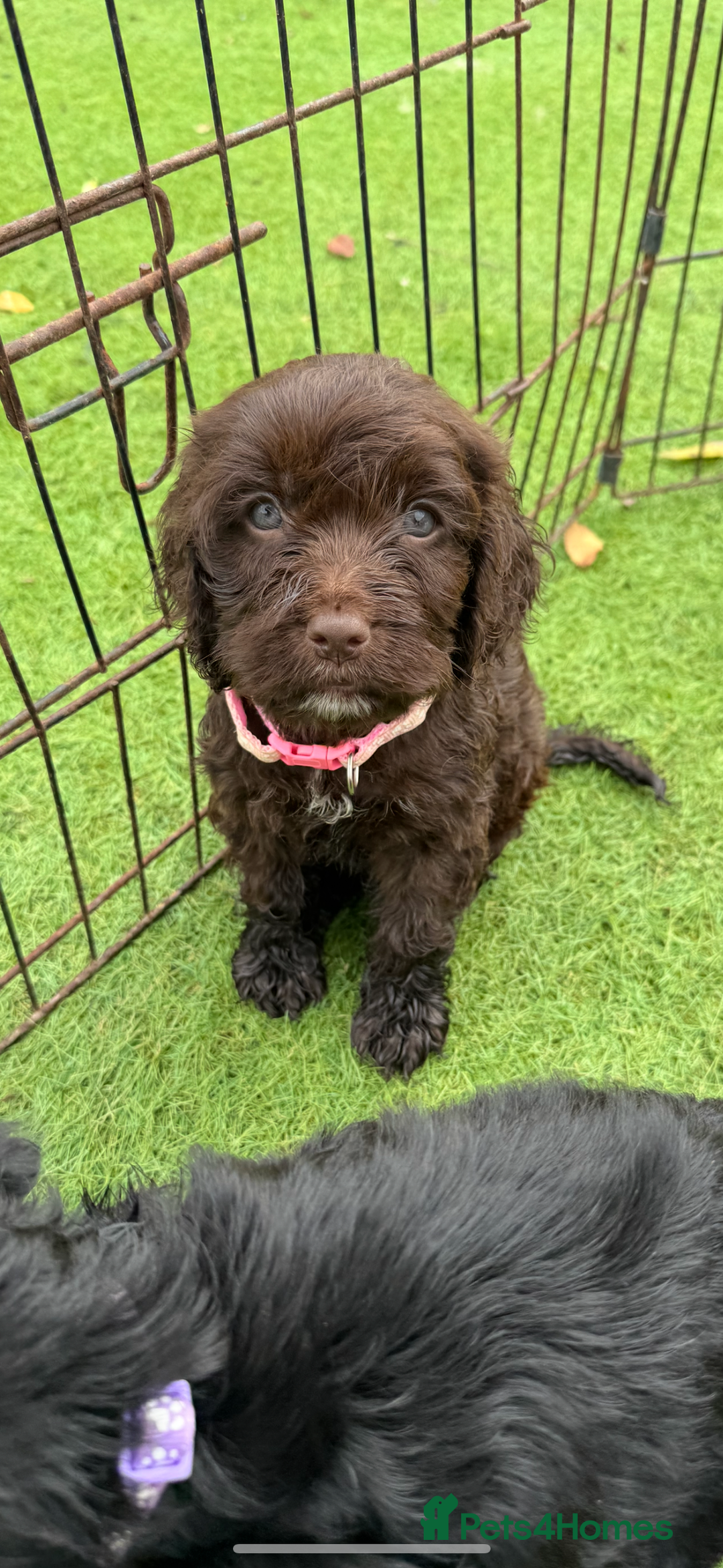 Cockapoo dogs for sale: 12 stunning cockapoo puppies ready now - Image 5
