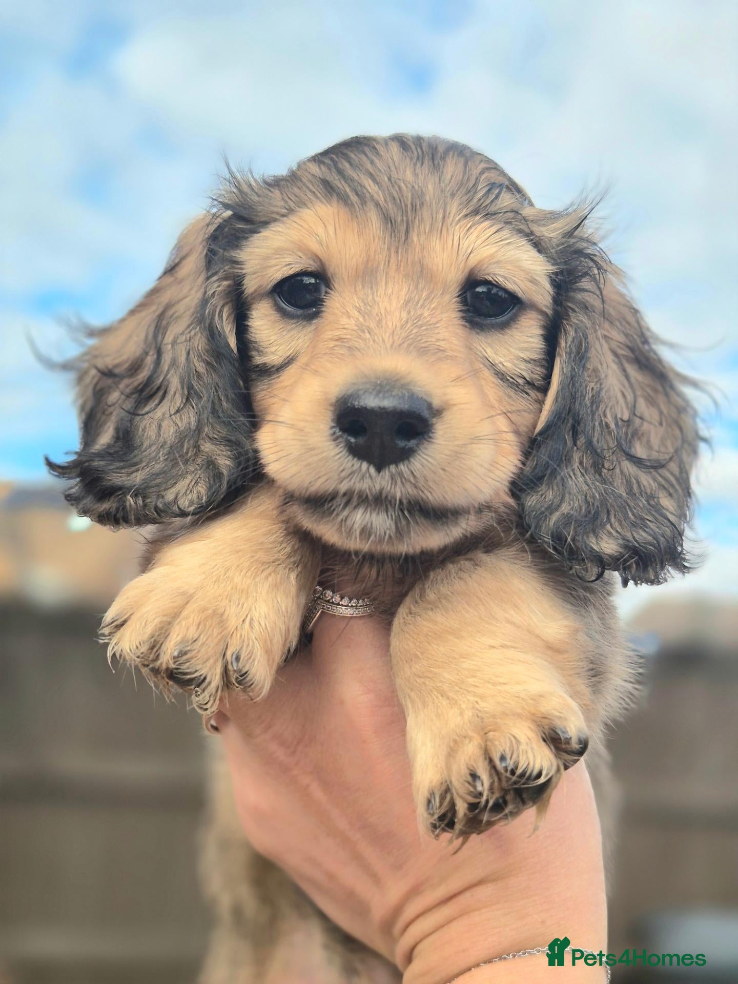 Miniature Dachshund dogs Miniature long haired Dachshund puppies - Advert 5