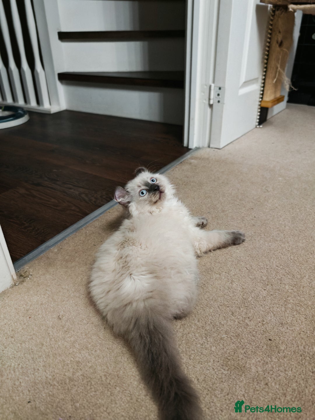 American Curl cats for sale: RARE, Unique, Affectionate American Curl Kittens!  - Advert 17