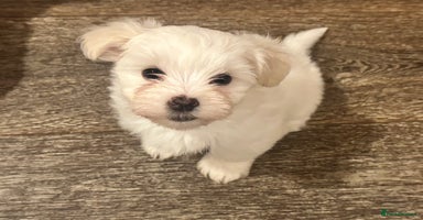 Havanese dogs Two Beautiful Havanese Male puppies  - Advert 3