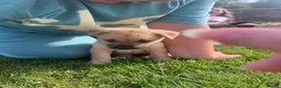 Mixed Breed dogs for sale: 7 beautiful Malkita x puppies with unique colours  - Advert 22