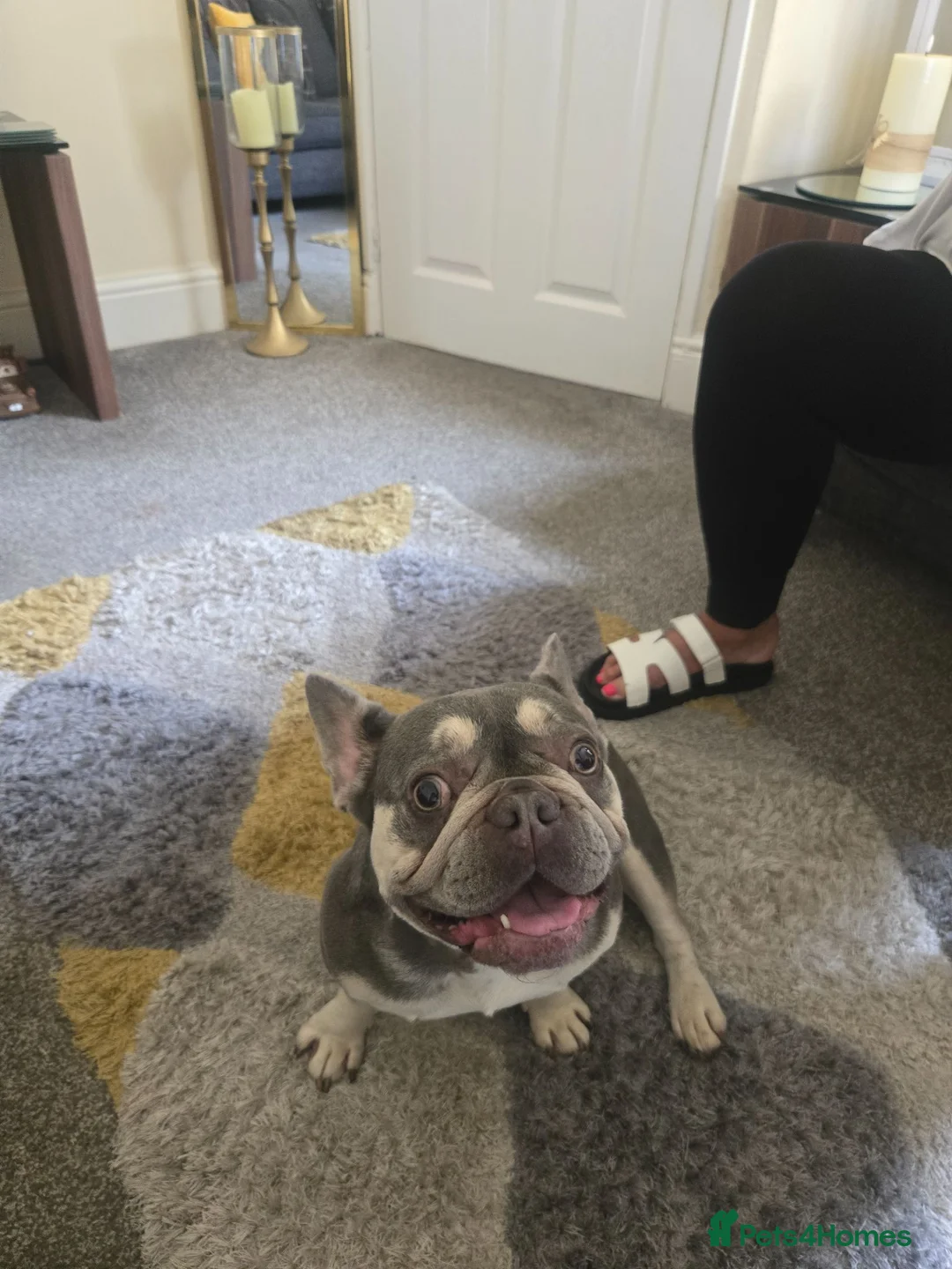 French Bulldog dogs for sale: Blue and tan French bulldog in Burnley - Advert 1