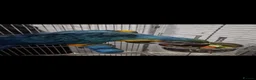 Macaws birds for sale: Beautiful Handreared Super Tame Baby Macaws! - Advert 6