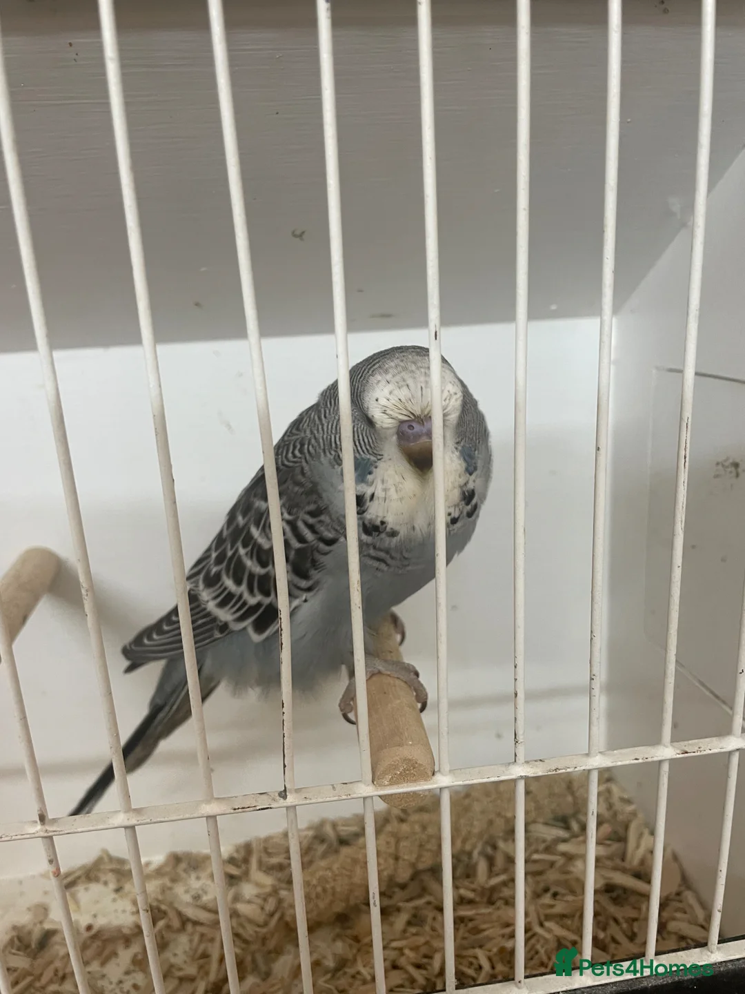 Budgerigars birds for sale: Baby budgies  in Ilminster - Advert 2