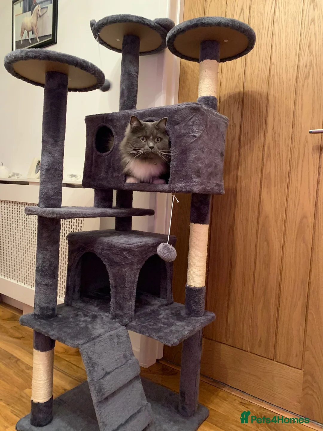 Mixed Breed cats for sale: 3 year old ragdoll cross  in Bournemouth - Advert 2