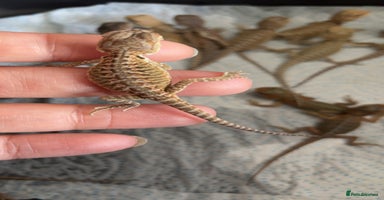 Bearded Dragon reptiles - Advert 2