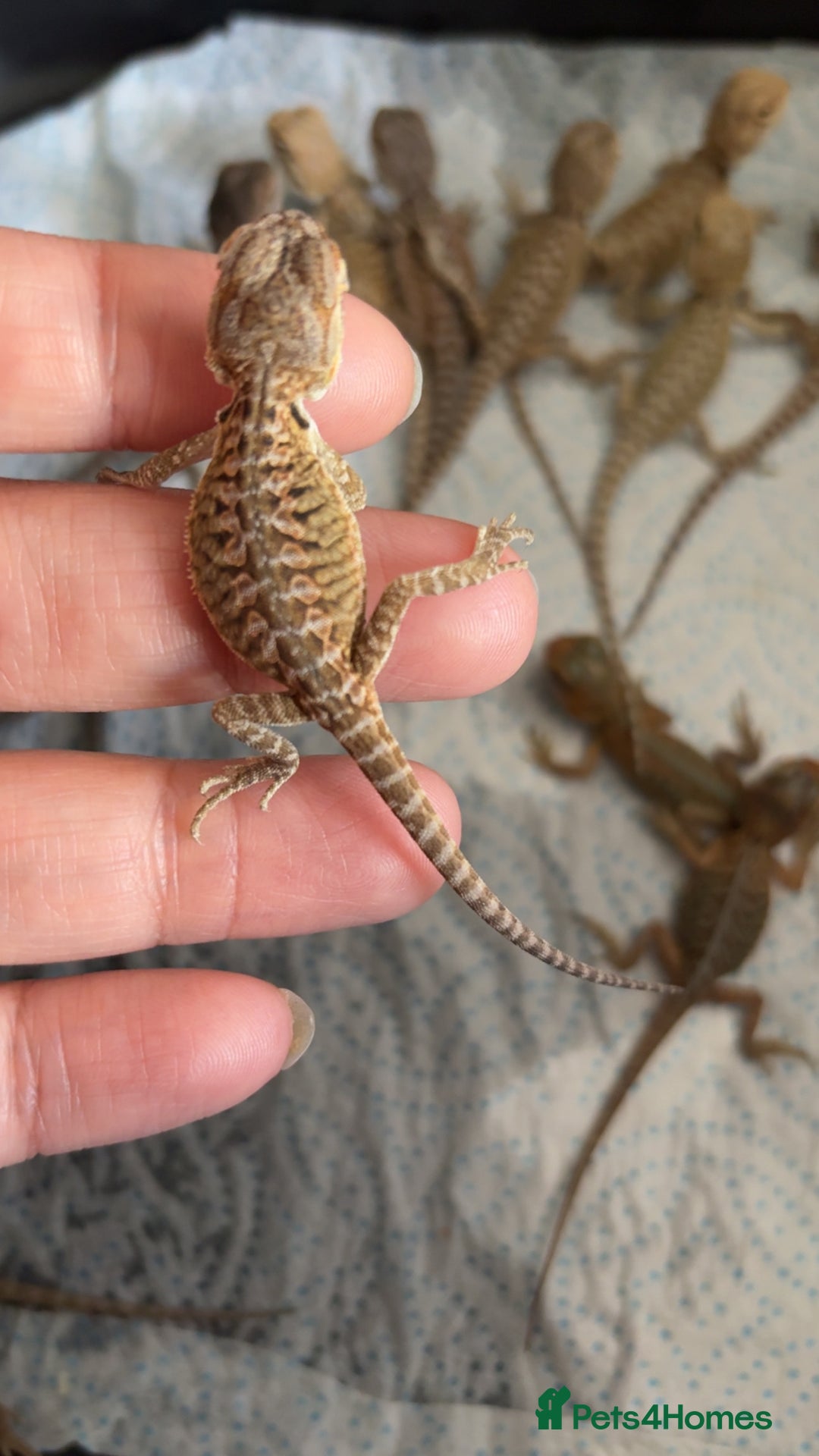 Bearded Dragon reptiles for sale: Baby bearded dragons hypo, trans, leatherback  - Image 2