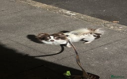 Chihuahua dogs for sale: 5 year old male long haired chihuahua - Image 1