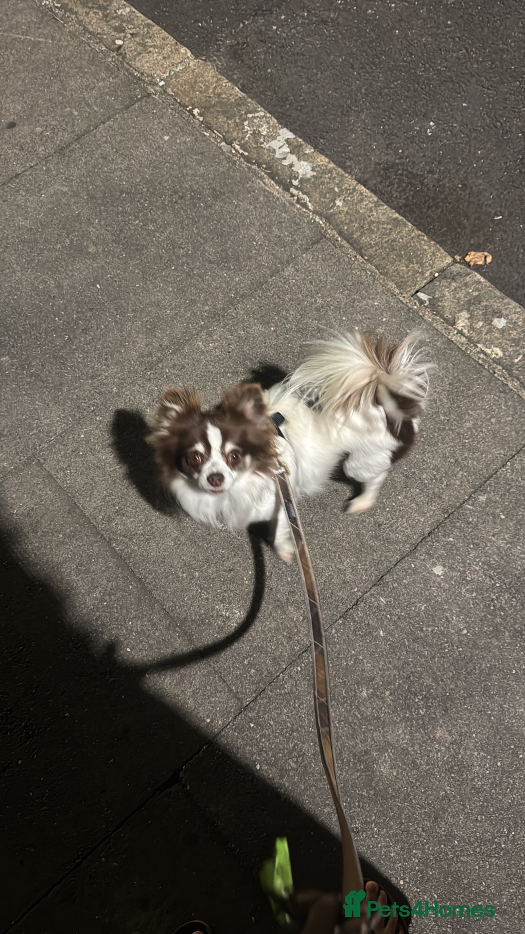 Chihuahua dogs for sale: 5 year old male long haired chihuahua - Image 1
