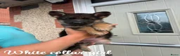 German Shepherd dogs for sale: German Shepherd Puppy’s in Barnsley - Advert 1
