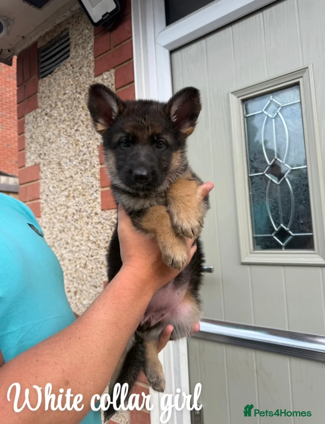 German Shepherd dogs for sale: German Shepherd Puppy’s in Barnsley - Advert 1