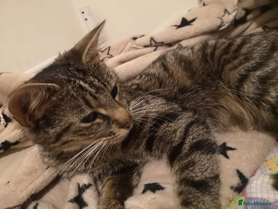 British Shorthair cats for sale: URGENT RE-HOME FREE - Advert 11