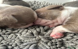Boston Terrier dogs for sale: Stunning KC registered litter - Image 16