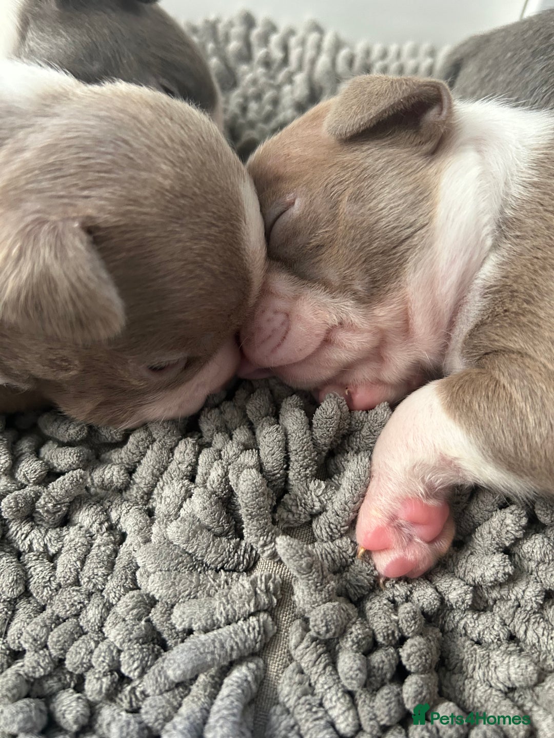 Boston Terrier dogs for sale: Stunning KC registered litter - Image 16