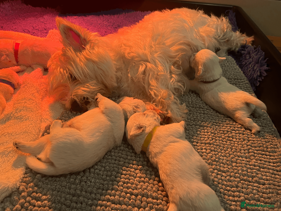 West Highland Terrier dogs for sale: ⭐️Show Quality Puppies⭐️  - Advert 17