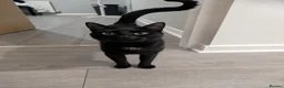 Domestic Shorthair cats for sale: 3 kittens for sale  in Birkenhead - Advert 2