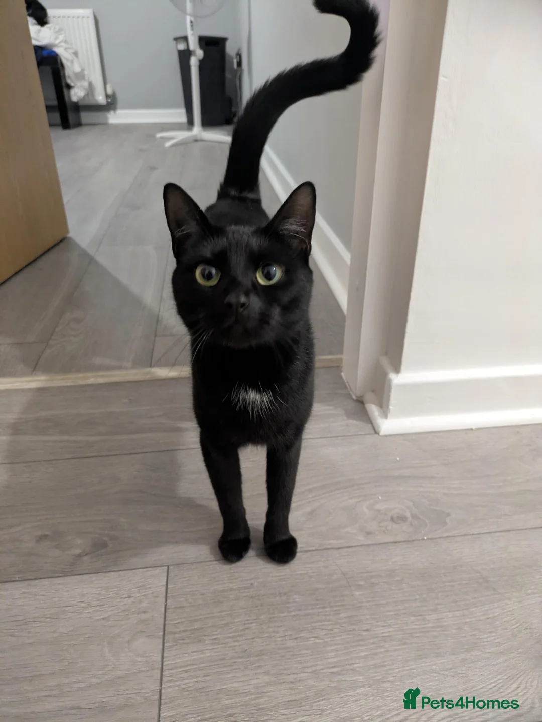 Domestic Shorthair cats for sale: 3 kittens for sale  in Birkenhead - Advert 2