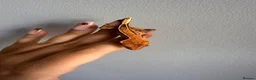 Gecko reptiles for sale: Baby crested gecko’s  - Advert 17