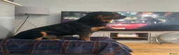 Rottweiler dogs for stud: Beautiful Rottweiler for stud  - Advert 3