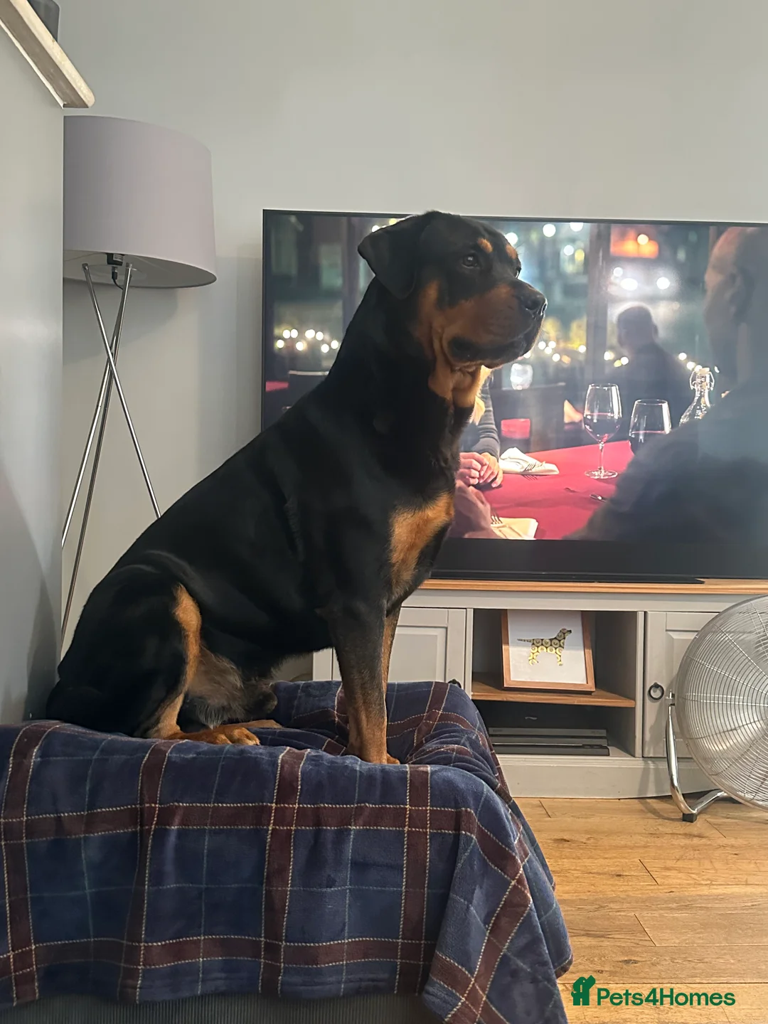 Rottweiler dogs for stud: Beautiful Rottweiler for stud  - Advert 3