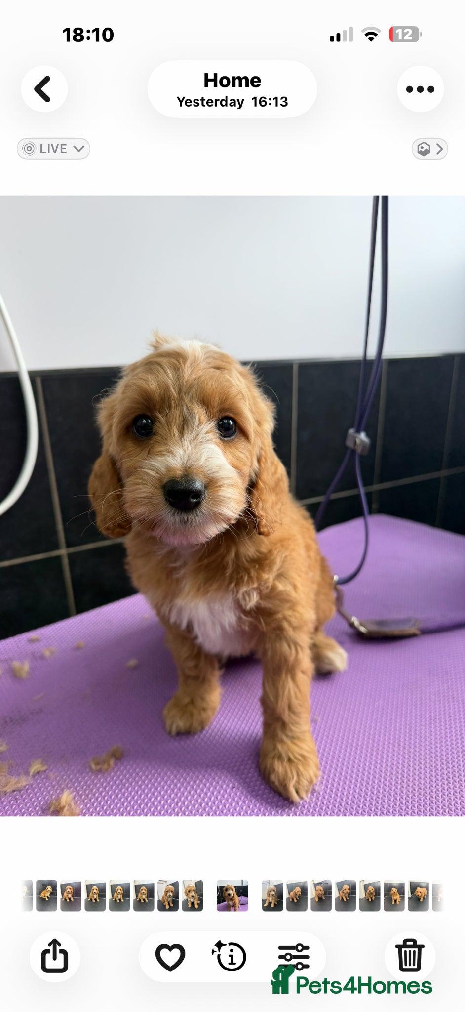 Cockapoo dogs Beautiful F1 Show Type Toy Cockapoo Pups  - Advert 2