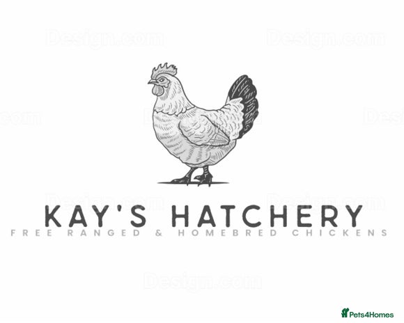Chickens poultry in Welwyn - Advert 14